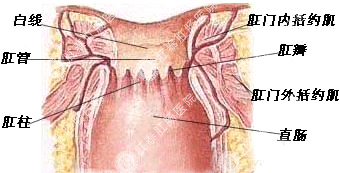 得了肛瘘为什么不能自愈